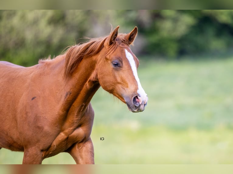 American Quarter Horse Hengst 1 Jahr Fuchs in Stadl-Hausruck