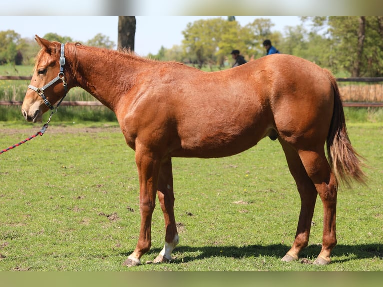 American Quarter Horse Hengst 1 Jahr Fuchs in Westendorp