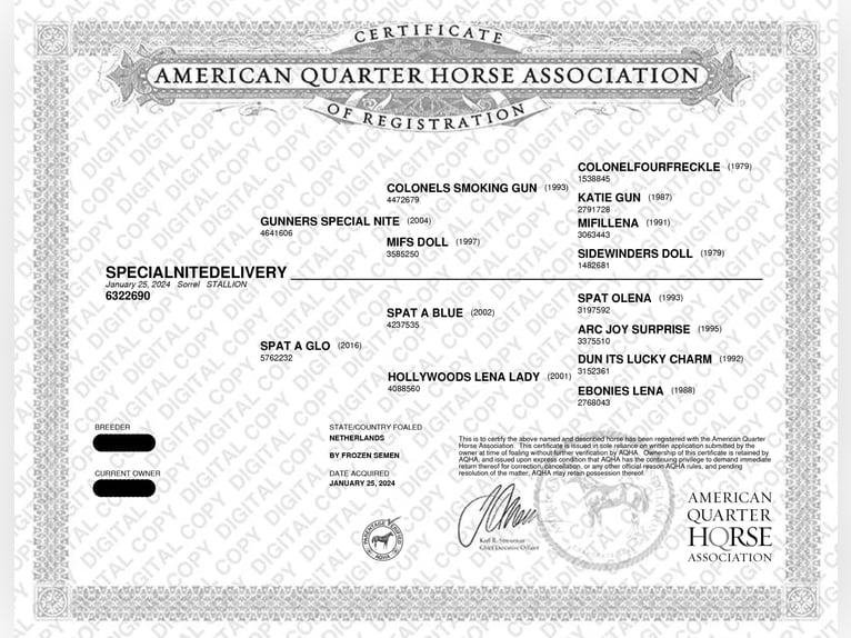 American Quarter Horse Hengst 1 Jahr Fuchs in Westendorp