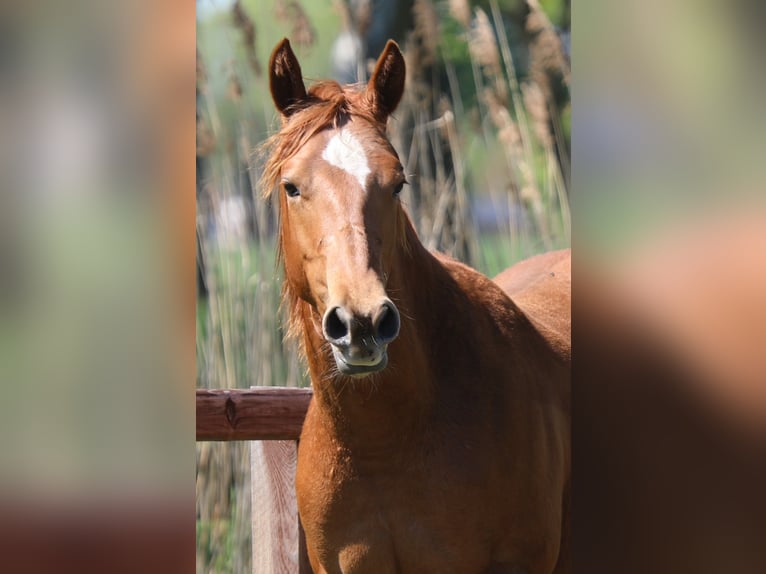 American Quarter Horse Hengst 1 Jahr Fuchs in Westendorp