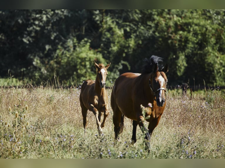 American Quarter Horse Hengst 1 Jahr Fuchs in München