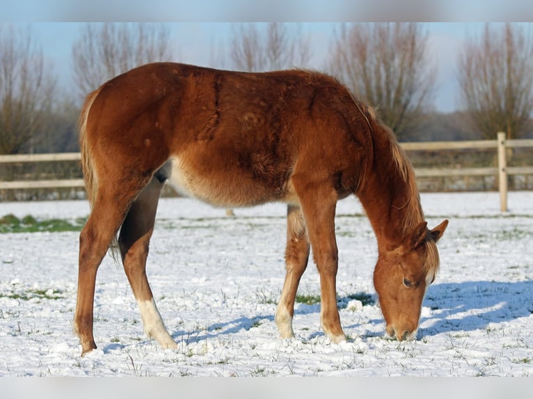 American Quarter Horse Hengst 1 Jahr Fuchs in Nieuwrode