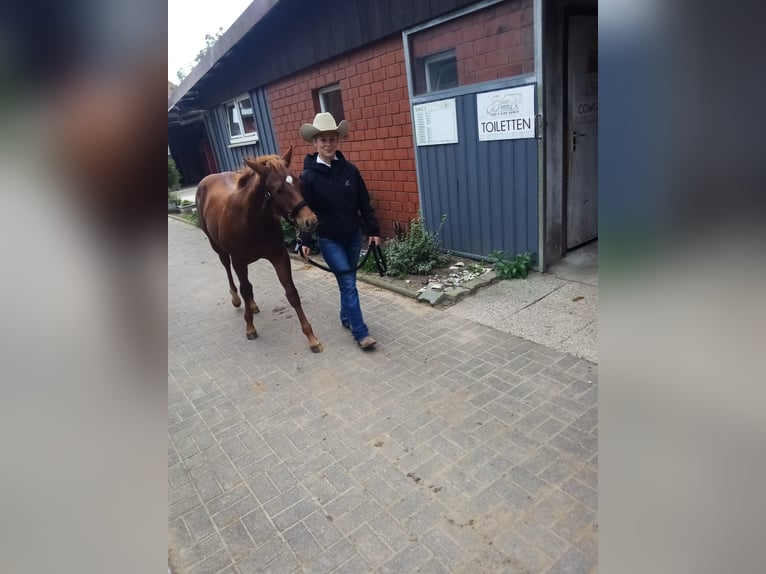 American Quarter Horse Hengst 1 Jahr Fuchs in Ennepetal