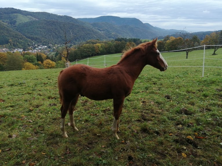 American Quarter Horse Hengst 1 Jahr Fuchs in Sainte-Croix-aux-Mines