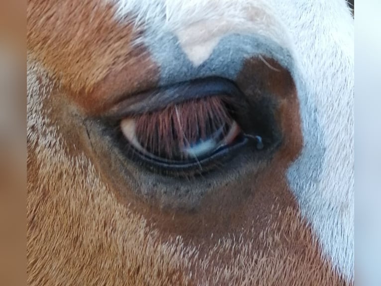 American Quarter Horse Hengst 1 Jahr Fuchs in Sainte-Croix-aux-Mines