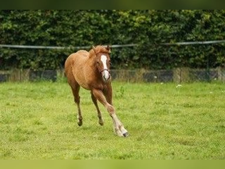 American Quarter Horse Hengst 1 Jahr Fuchs in Hoogeloon