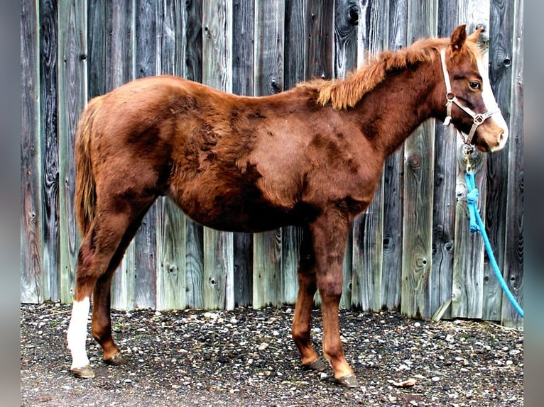 American Quarter Horse Hengst 1 Jahr Fuchs in Pfaffenhofen an der Roth