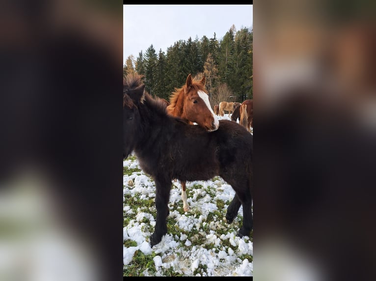 American Quarter Horse Hengst 1 Jahr Fuchs in Balingen