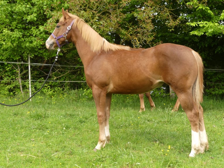 American Quarter Horse Hengst 1 Jahr Fuchs in Greifenstein