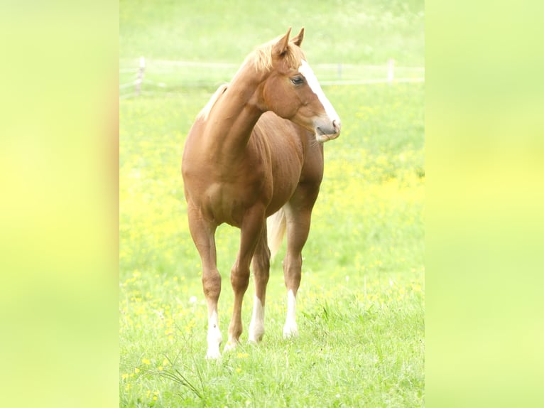 American Quarter Horse Hengst 1 Jahr Fuchs in Greifenstein