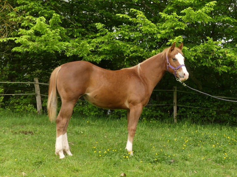 American Quarter Horse Hengst 1 Jahr Fuchs in Greifenstein