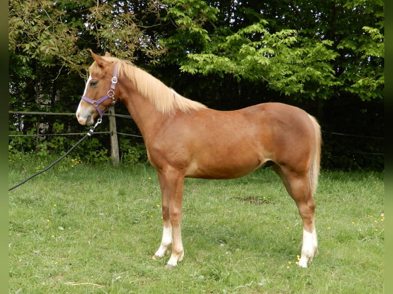 American Quarter Horse Hengst 1 Jahr Fuchs in Greifenstein