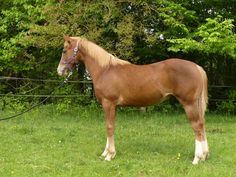 American Quarter Horse Hengst 1 Jahr Fuchs in Greifenstein