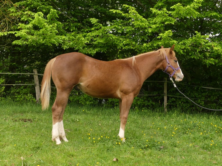 American Quarter Horse Hengst 1 Jahr Fuchs in Greifenstein