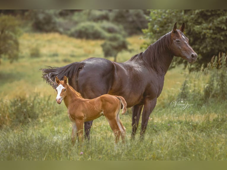 American Quarter Horse Hengst 1 Jahr Fuchs in Greifenstein