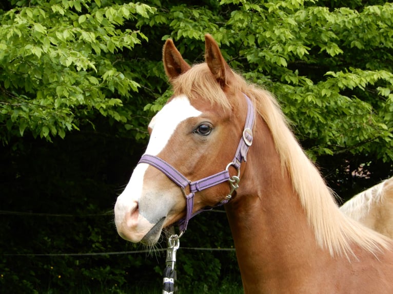 American Quarter Horse Hengst 1 Jahr Fuchs in Greifenstein