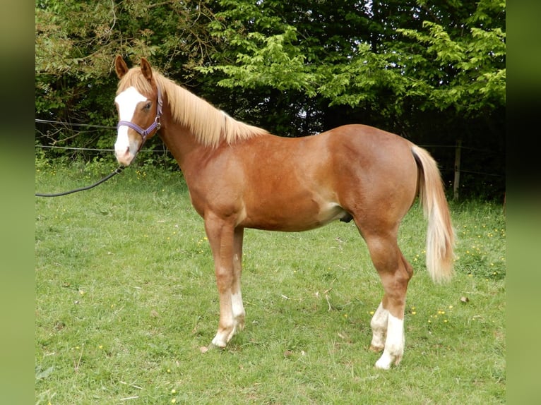 American Quarter Horse Hengst 1 Jahr Fuchs in Greifenstein