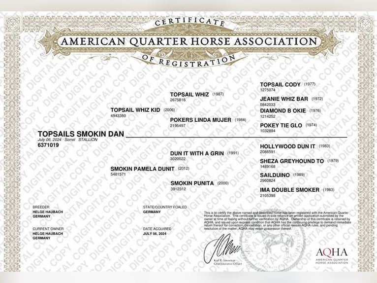 American Quarter Horse Hengst 1 Jahr Fuchs in Greifenstein