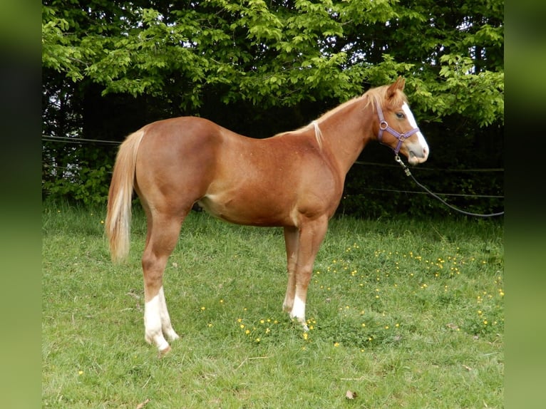 American Quarter Horse Hengst 1 Jahr Fuchs in Greifenstein