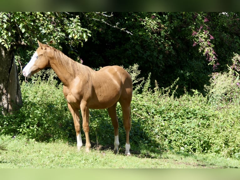 American Quarter Horse Hengst 1 Jahr Fuchs in Alfdorf