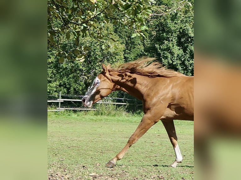 American Quarter Horse Hengst 1 Jahr Fuchs in Alfdorf