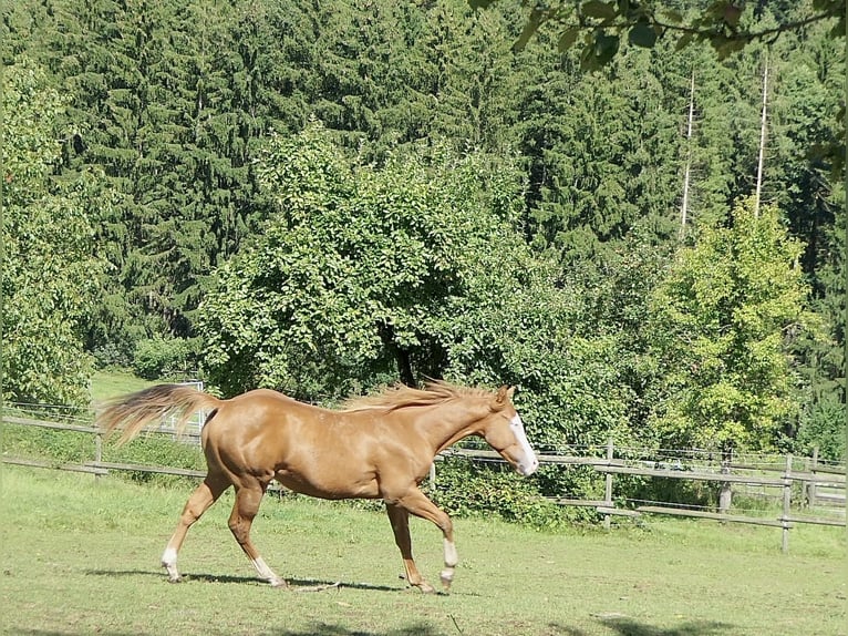 American Quarter Horse Hengst 1 Jahr Fuchs in Alfdorf