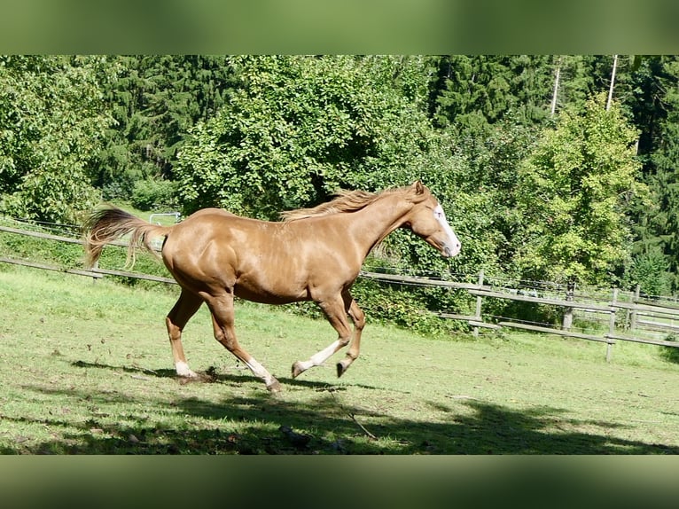 American Quarter Horse Hengst 1 Jahr Fuchs in Alfdorf