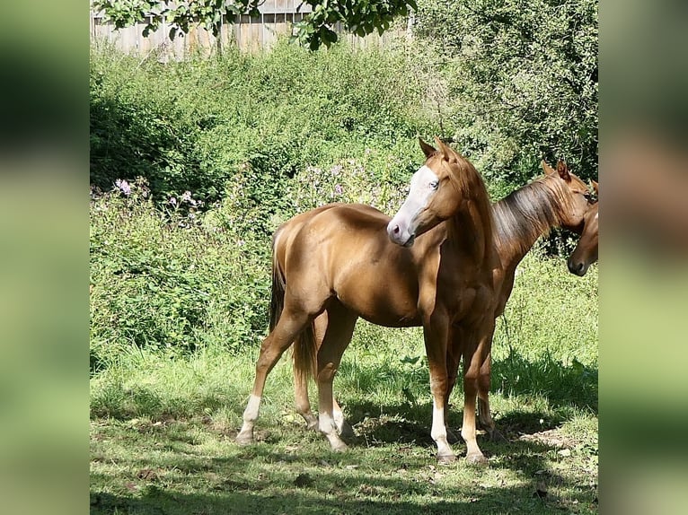 American Quarter Horse Hengst 1 Jahr Fuchs in Alfdorf