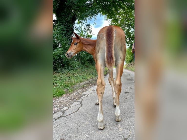 American Quarter Horse Hengst 1 Jahr Fuchs in Rheinfelden