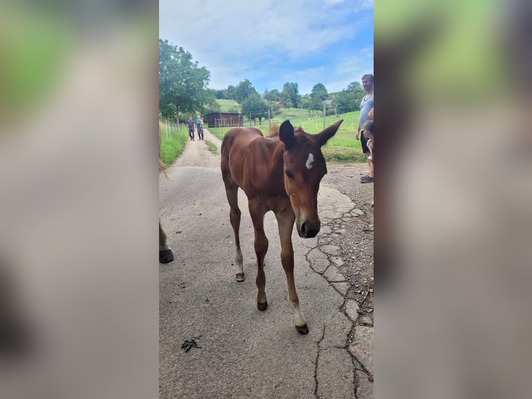 American Quarter Horse Hengst 1 Jahr Fuchs in Rheinfelden