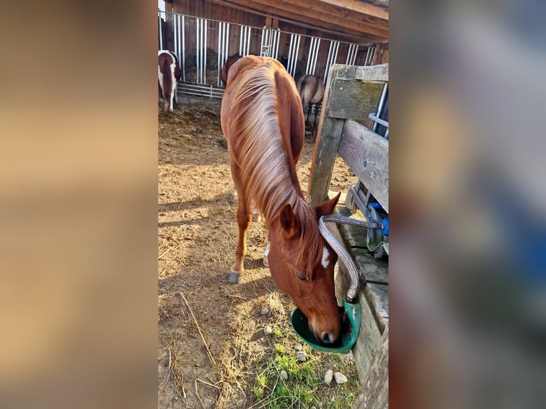 American Quarter Horse Hengst 1 Jahr Fuchs in Rheinfelden