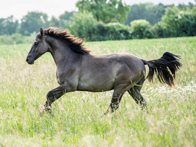 American Quarter Horse Hengst 1 Jahr Grullo in Herzberg am Harz