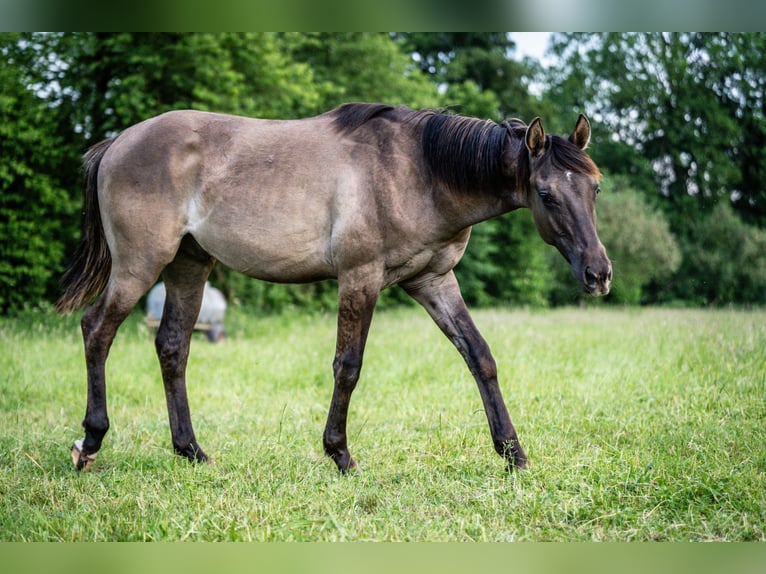 American Quarter Horse Hengst 1 Jahr Grullo in Herzberg am Harz