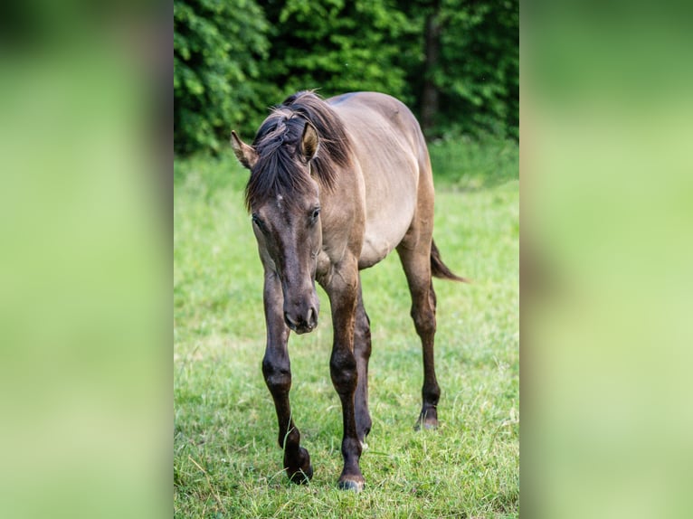 American Quarter Horse Hengst 1 Jahr Grullo in Herzberg am Harz