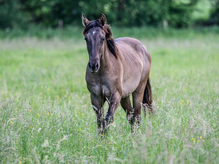 American Quarter Horse Hengst 1 Jahr Grullo in Herzberg am Harz