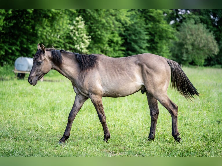 American Quarter Horse Hengst 1 Jahr Grullo in Herzberg am Harz