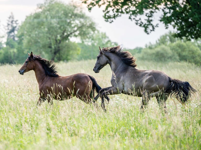 American Quarter Horse Hengst 1 Jahr Grullo in Herzberg am Harz