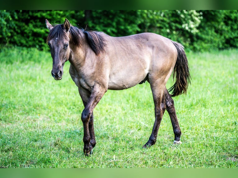 American Quarter Horse Hengst 1 Jahr Grullo in Herzberg am Harz