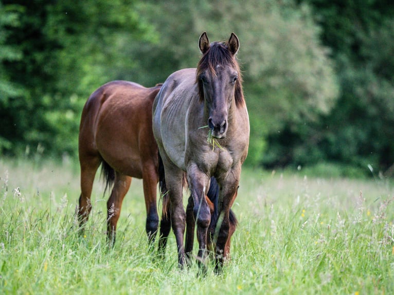 American Quarter Horse Hengst 1 Jahr Grullo in Herzberg am Harz