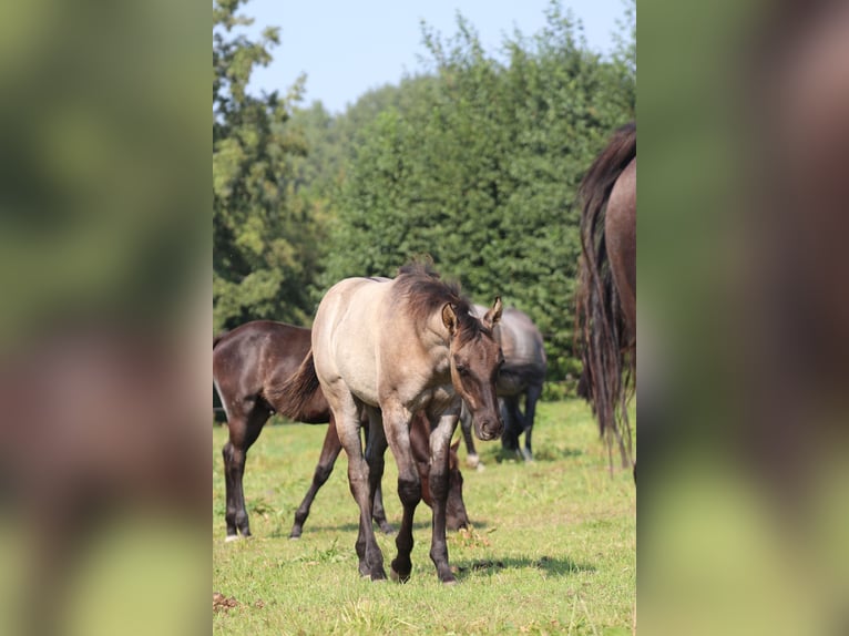 American Quarter Horse Hengst 1 Jahr Grullo in Falkensee