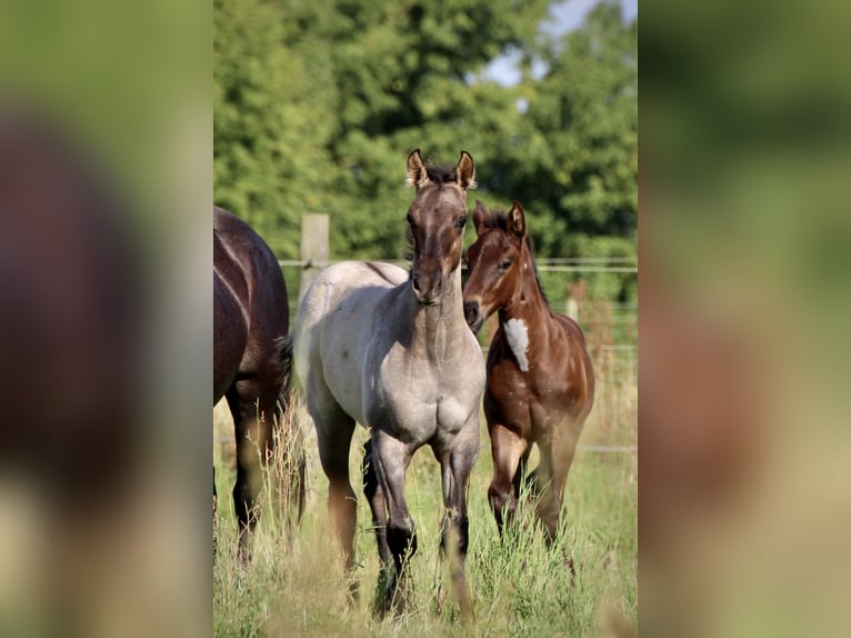 American Quarter Horse Hengst 1 Jahr Grullo in Falkensee