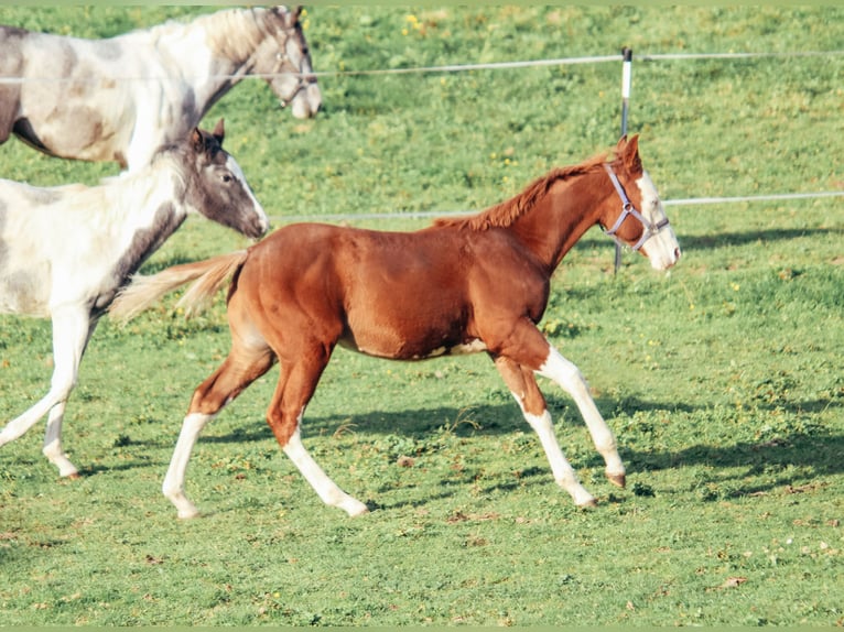 American Quarter Horse Hengst 1 Jahr Overo-alle-Farben in Haldenwang