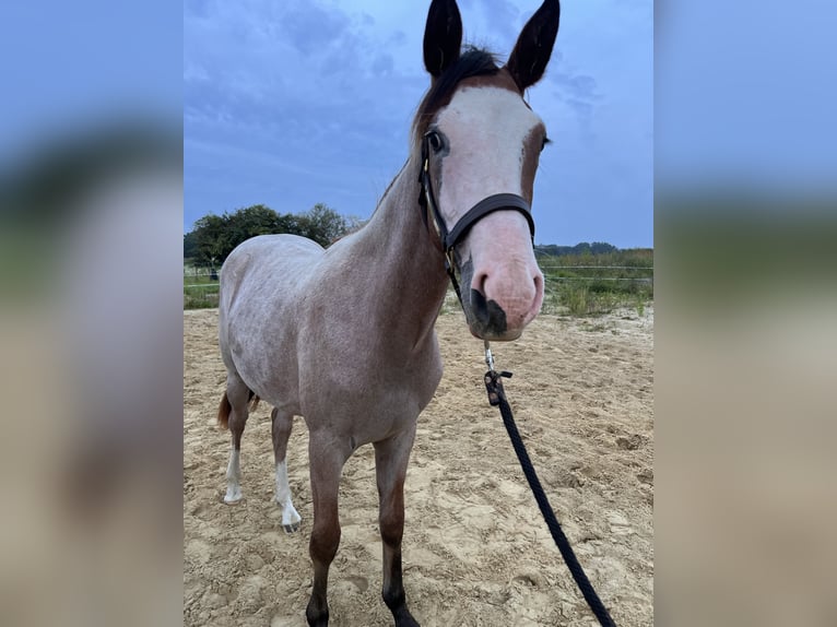 American Quarter Horse Hengst 1 Jahr Overo-alle-Farben in Gelbensande
