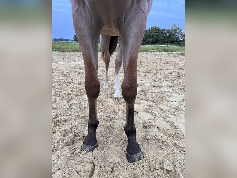 American Quarter Horse Hengst 1 Jahr Overo-alle-Farben in Gelbensande