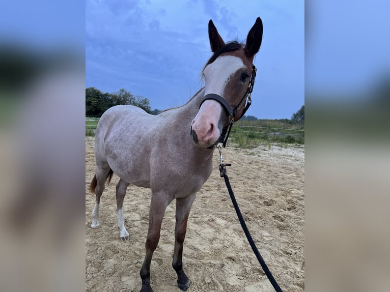 American Quarter Horse Hengst 1 Jahr Overo-alle-Farben in Gelbensande