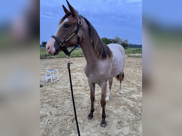 American Quarter Horse Hengst 1 Jahr Overo-alle-Farben in Gelbensande