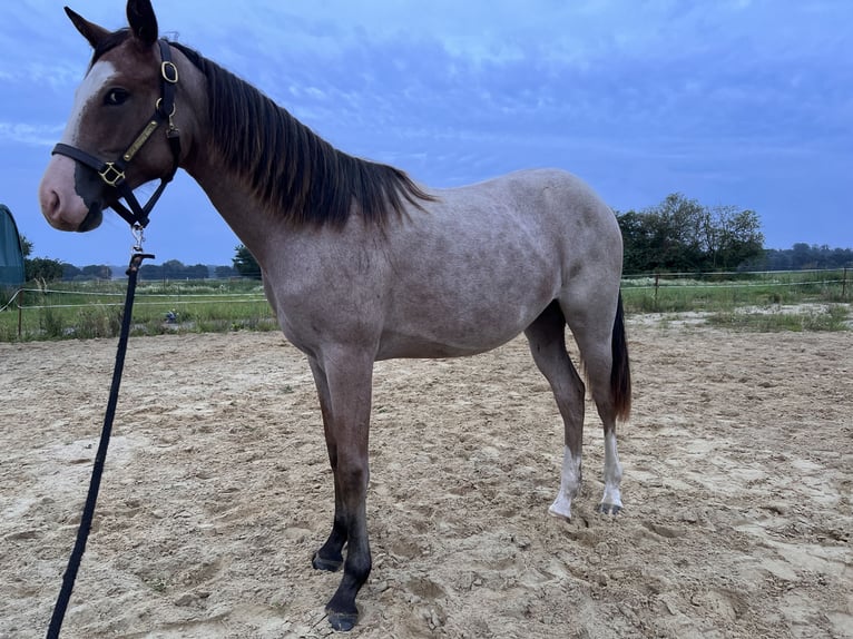 American Quarter Horse Hengst 1 Jahr Overo-alle-Farben in Gelbensande