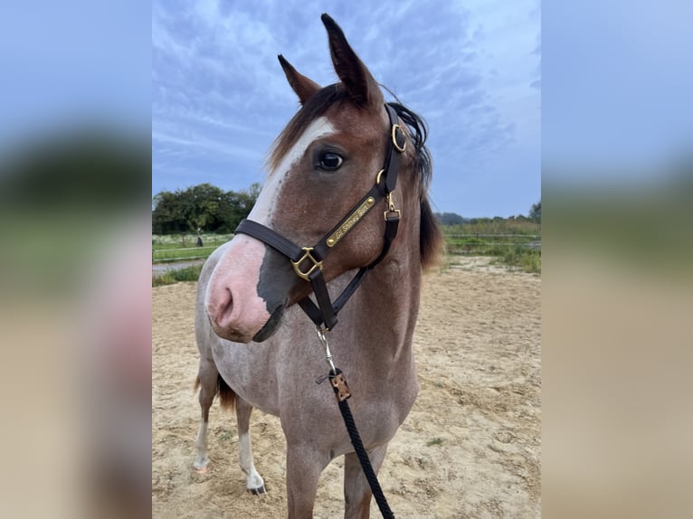American Quarter Horse Hengst 1 Jahr Overo-alle-Farben in Gelbensande