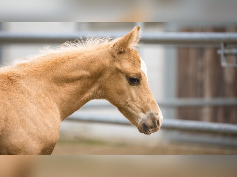 American Quarter Horse Hengst 1 Jahr Palomino in Weinern