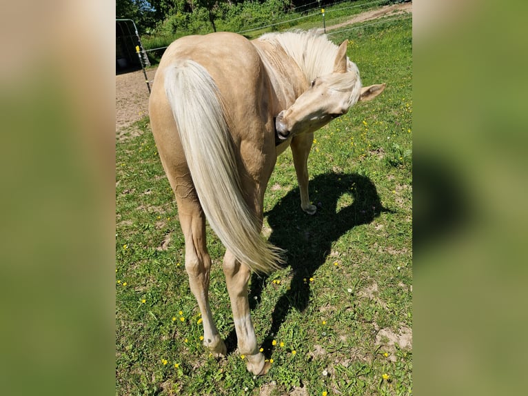 American Quarter Horse Hengst 1 Jahr Palomino in Waldbrunn